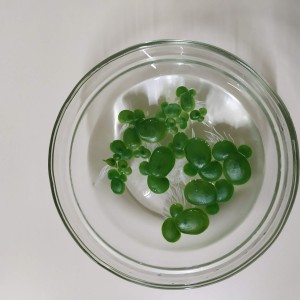 lenteja de agua flotante x bolsa