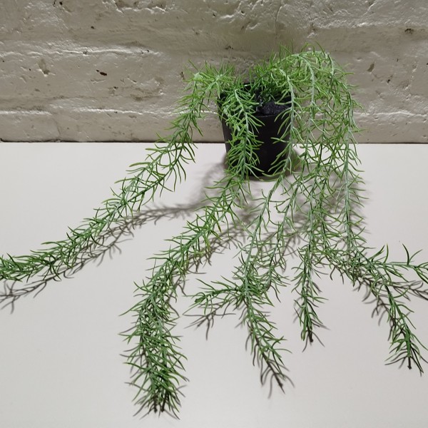 PLANTA COLGANTE 46CM CON MACETA