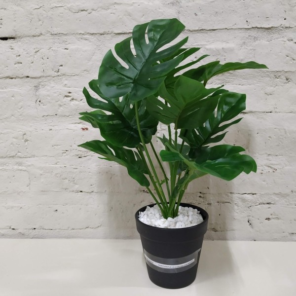 PLANTA POTUS HOJA CALADA CON MACETA