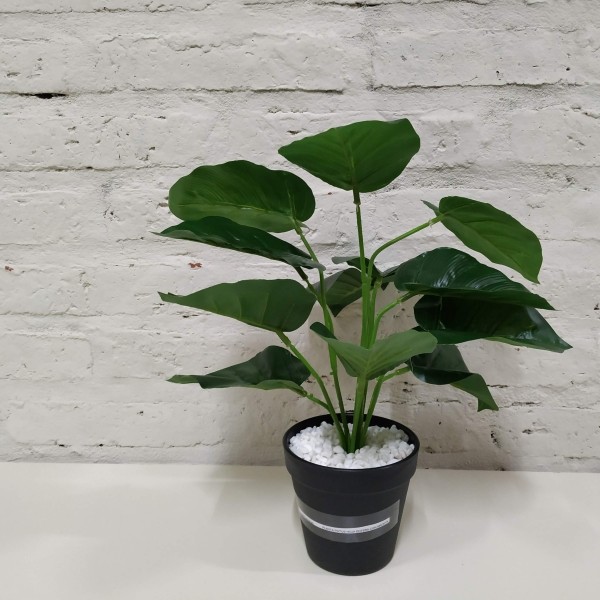 PLANTA POTUS HOJA ENTERA CON MACETA