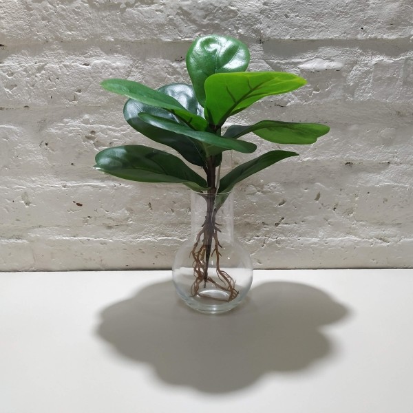 PLANTIN FICUS PANDURATA 28CM